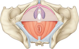 Le massage du périnée, ça consiste en quoi et pourquoi ?