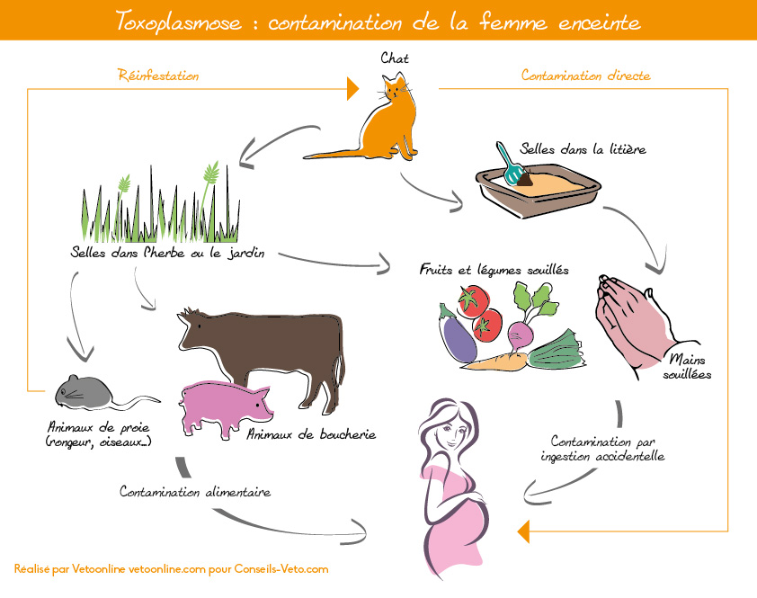 Listeriose et toxoplamose : quelles précautions alimentaires ...