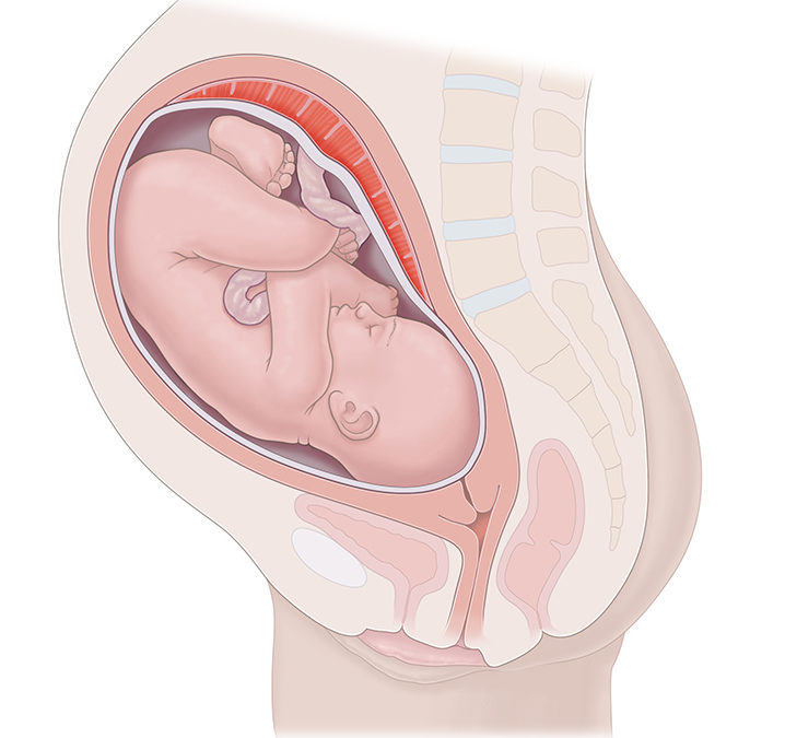 Positions du bébé à l’accouchement : comment bébé se présente-t-il ?
